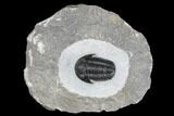 Detailed Gerastos Trilobite Fossil - Morocco #173756-1